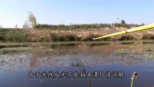 钓鱼视频野钓农村野河,捕捉自然之美，体验野钓乐趣