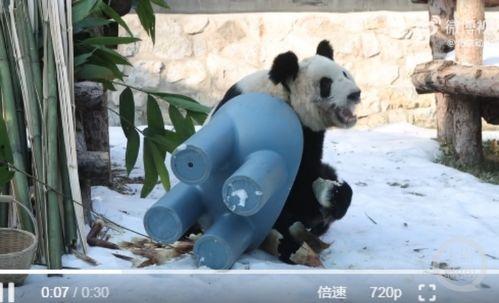 搞笑熊猫视频,萌翻你的眼球！
