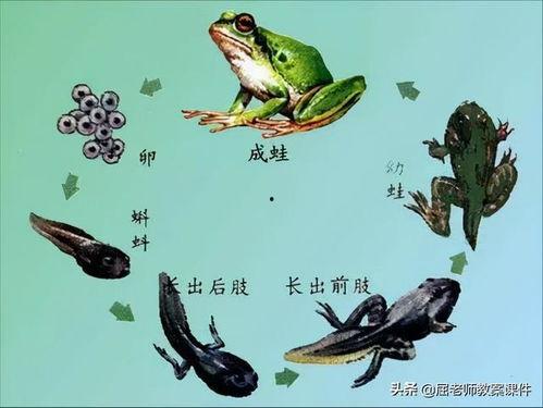 青蛙 视频,揭秘两栖动物的生活奥秘