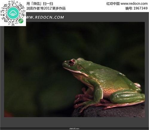 青蛙 视频,揭秘两栖动物的生活奥秘