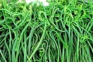 蕨菜视频,蕨菜视频带你领略山野珍馐