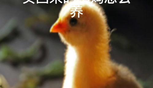 小鸡养殖技术视频,从孵化到成鸡的全程解析