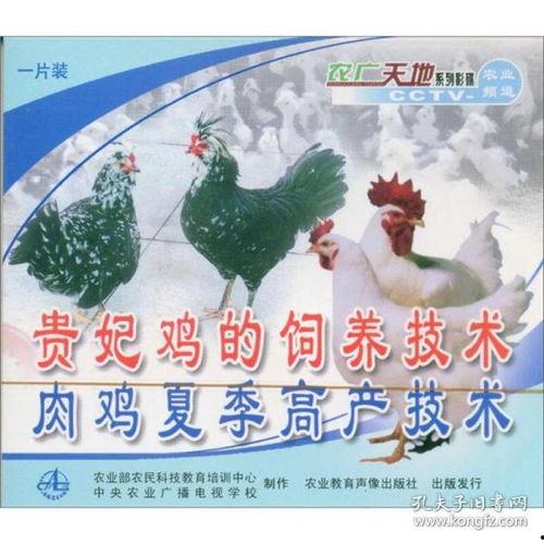小鸡养殖技术视频,从孵化到成鸡的全程解析