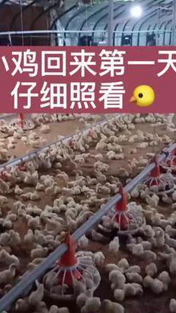 小鸡养殖技术视频,从孵化到成鸡的全程解析