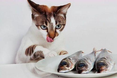猫咪吃鱼视频,萌态十足，网友直呼可爱到爆