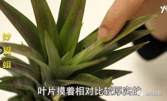 凤梨视频,揭秘短视频新潮流