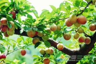 李子树栽培技术视频,李子树栽培技术要点解析
