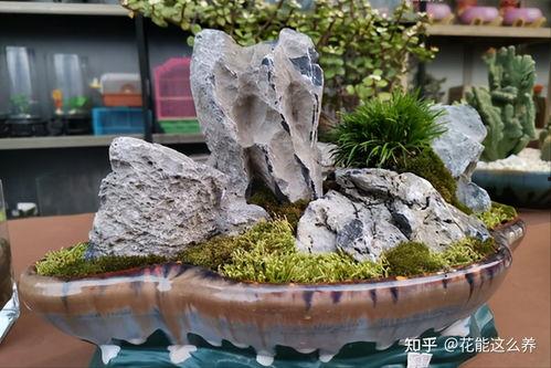山石盆景制作教学视频,从入门到精通