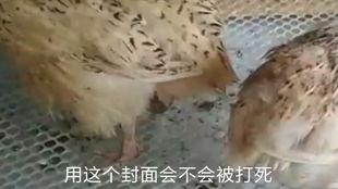 鹌鹑视频,揭秘鹌鹑生活的点点滴滴