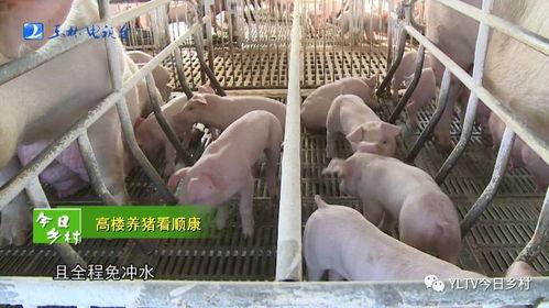 养猪视频播放,跟随视频探索养猪乐趣与智慧