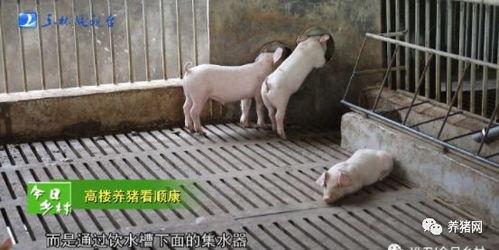 养猪视频播放,跟随视频探索养猪乐趣与智慧