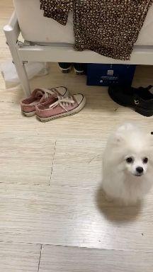 博美犬视频,视频记录其可爱瞬间