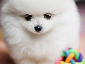 博美犬视频,视频记录其可爱瞬间
