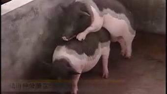 猪交配高清视频,高清视频带你领略繁殖之美