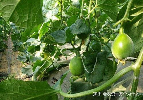 今日关山绿宝瓜价格,价格行情一览”