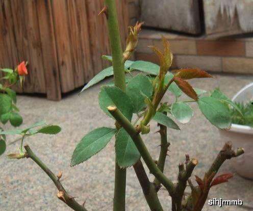 月季花修剪方法视频,视频教程详解