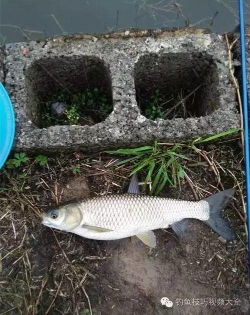 钓草鱼视频,跟随视频学钓鱼