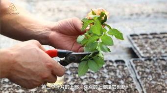 月季花的扦插视频,视频教程带你轻松繁殖