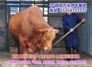 养牛视频,揭秘现代养牛业的魅力瞬间