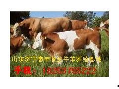 养牛视频,揭秘现代养牛业的魅力瞬间