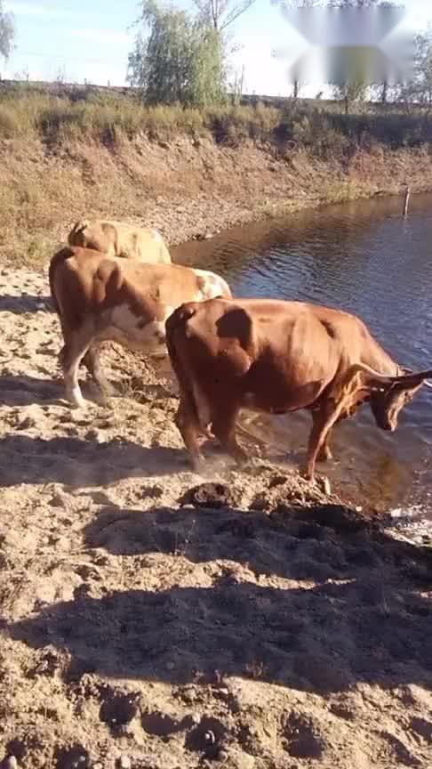 养牛视频,揭秘现代养牛业的魅力瞬间