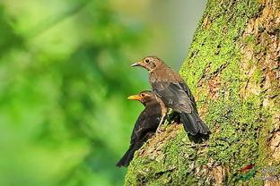 乌鸫会说话视频,揭秘会说话的鸟类传奇