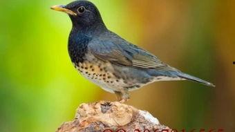 乌鸫会说话视频,揭秘会说话的鸟类传奇