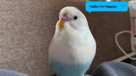 乌鸫会说话视频,揭秘会说话的鸟类传奇