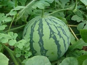 今日份吃到最大的瓜,揭秘娱乐圈最大重磅炸弹