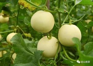 今日份吃到最大的瓜,揭秘娱乐圈最大重磅炸弹