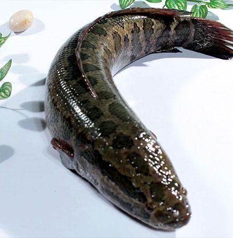 雷蛙钓黑鱼教程视频,轻松掌握黑鱼捕捞技巧