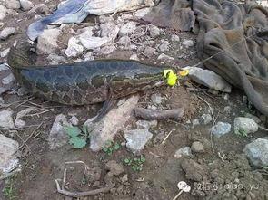 雷蛙钓黑鱼教程视频,轻松掌握黑鱼捕捞技巧