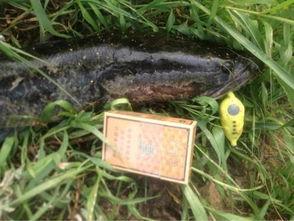 雷蛙钓黑鱼教程视频,轻松掌握黑鱼捕捞技巧