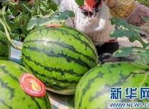 今日云南吃瓜最新消息,揭秘背后真相，网络热议持续升温