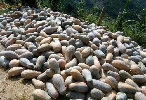 今日云南吃瓜最新消息,揭秘背后真相，网络热议持续升温