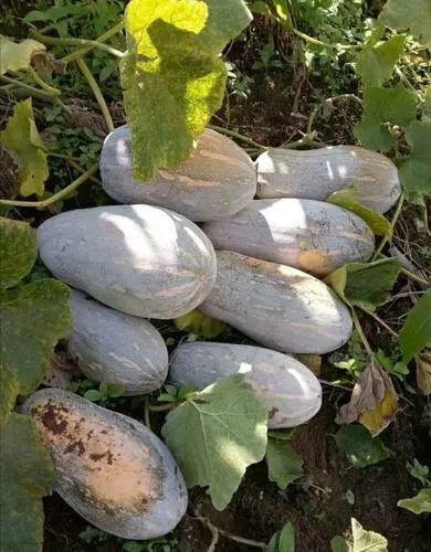 今日云南吃瓜最新消息,揭秘背后真相，网络热议持续升温