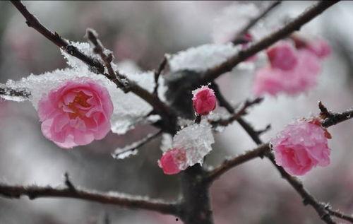 梅花引视频,穿越时空的美丽旋律