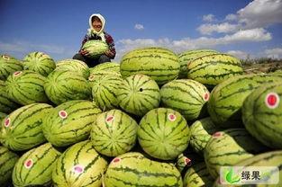 今日成都硒砂瓜价格走势,今日市场行情解析