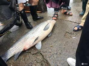 捡鱼视频,捕鱼达人意外捕获水中奇观