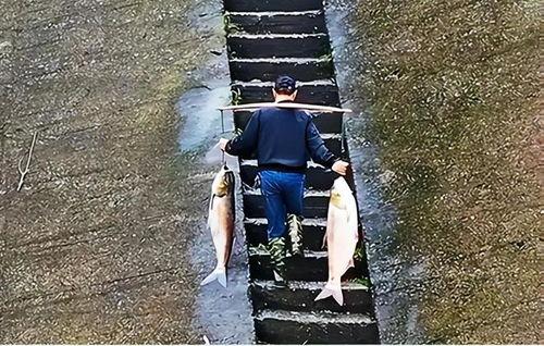 捡鱼视频,捕鱼达人意外捕获水中奇观