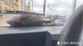 捡鱼视频,捕鱼达人意外捕获水中奇观