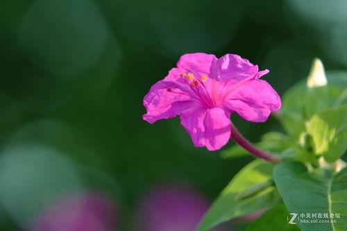 丁香在线视频,揭秘健康生活秘诀