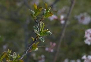 丁香在线视频,揭秘健康生活秘诀