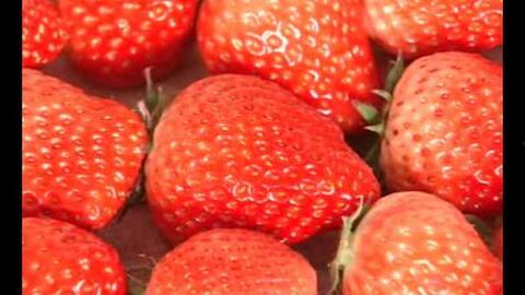 草莓 视频,探寻甜蜜果实背后的故事