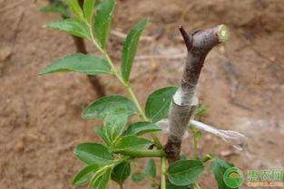 枣树嫁接时间和方法视频,枣树嫁接最佳时机与方法全解析