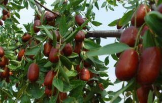 枣树嫁接时间和方法视频,枣树嫁接最佳时机与方法全解析