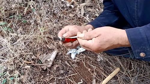 枣树嫁接时间和方法视频,枣树嫁接最佳时机与方法全解析