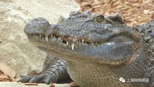 鳄鱼的视频,惊心动魄的自然奇观