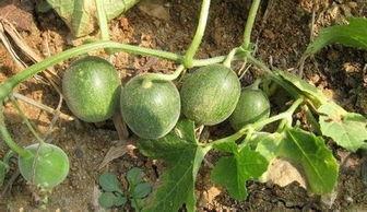 记得小时候吃的瓜都是黑籽