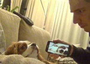 给狗狗看的视频